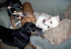 4dogs_Play_33011