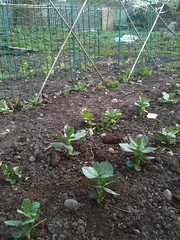 Broad Beans and Peas.