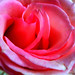 Mothers' Day Roses - 5