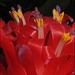 Macro of Bromeliad Flower