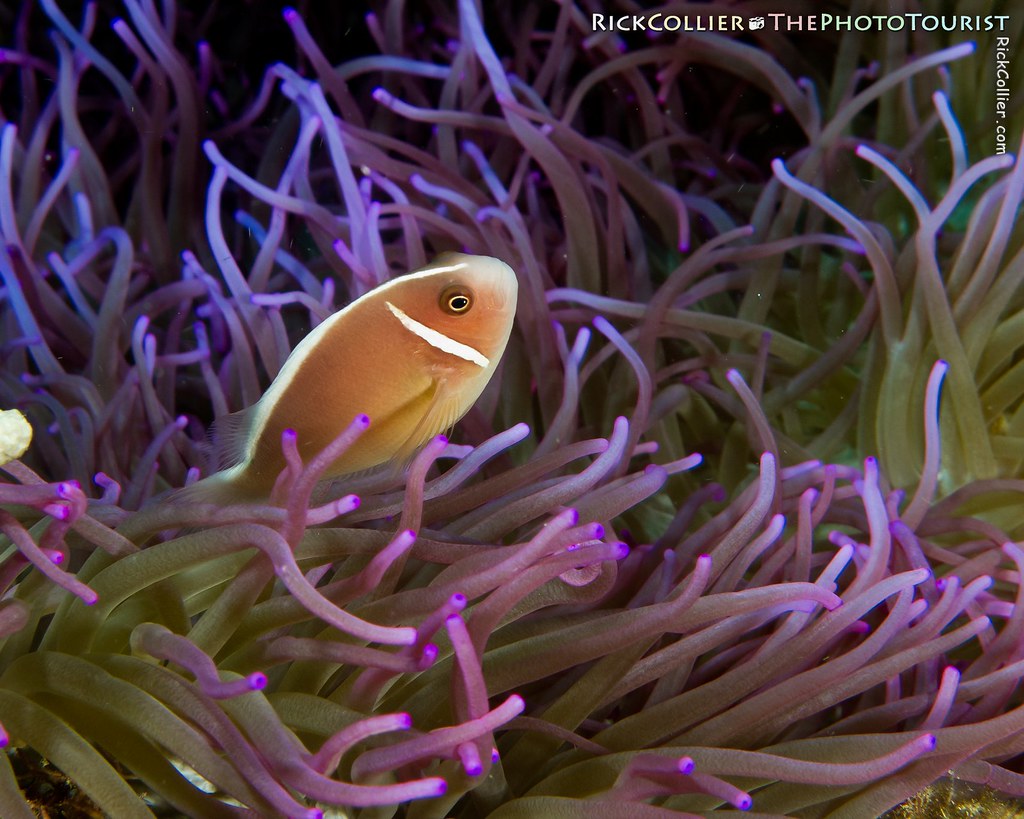 A pink anemonefish in a purple anemone