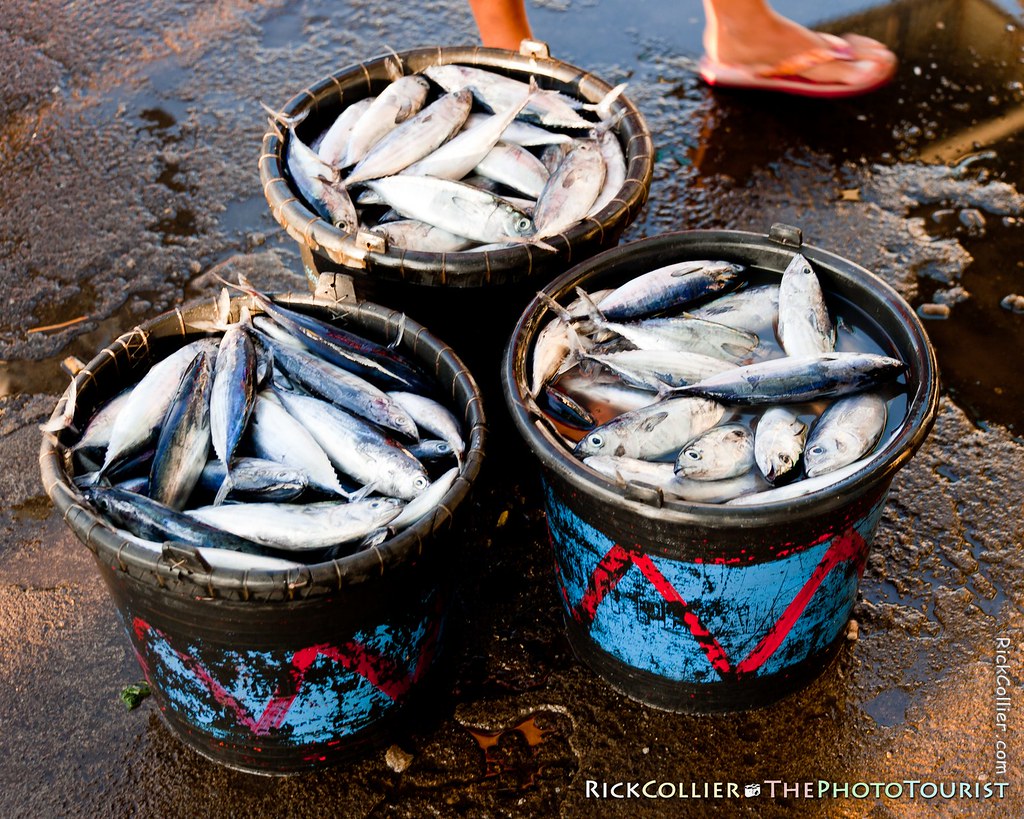 Buckets of fresh fish for sale at the fish market in Bitung, Indonesia