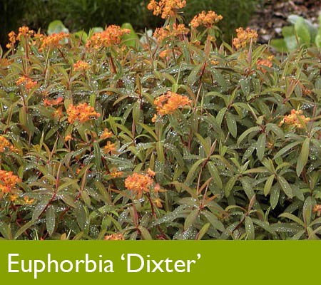 EuphorbiaDixter