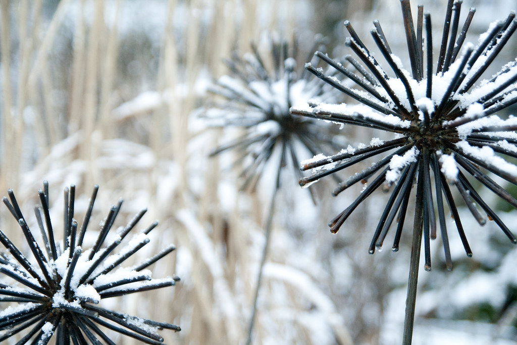 Snow On Metal Allium 