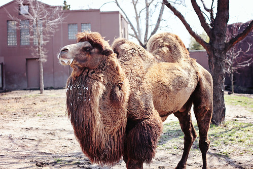 St. Louis Zoo camel