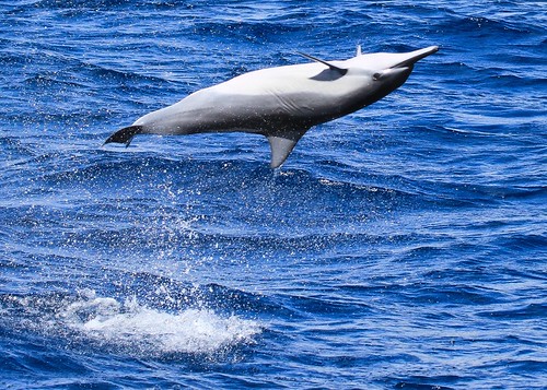 Spinner Dolphin by toryjk