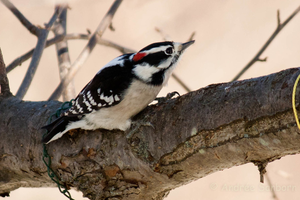 Intense woodpecker  (1 of 1).jpg