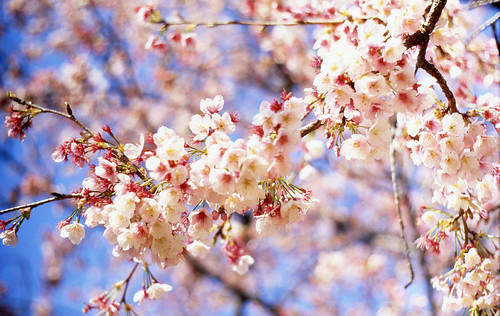 フリー写真素材|花・植物|バラ科|桜・サクラ|ピンク色の花|日本|東京都|
