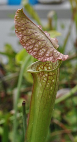 Sarracenia (oreophila x minor) x leucophylla
