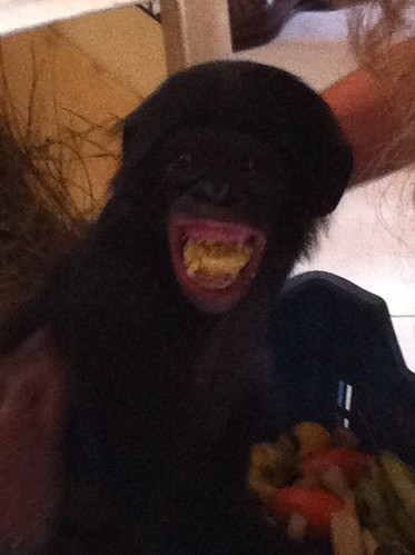 Poor scared orphan bonobo