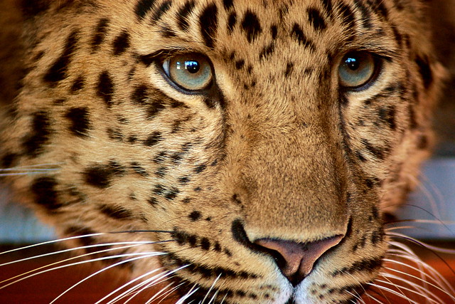 Close up of a leopard's face