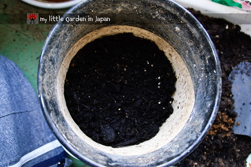 How-to-plant-in-a-container-6