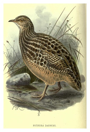 029-Pediz Darwin-Argentine ornithology…1888- William Henry Hudson y Philip Lutley Sclater
