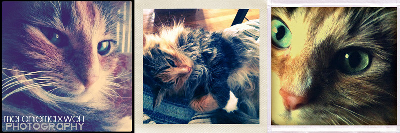 Lucy Phone 2blog