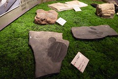 20110121-三葉蟲化石-1