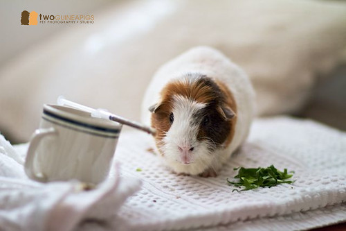 twoguineapigs pet photography studio pet portrait guinea pig