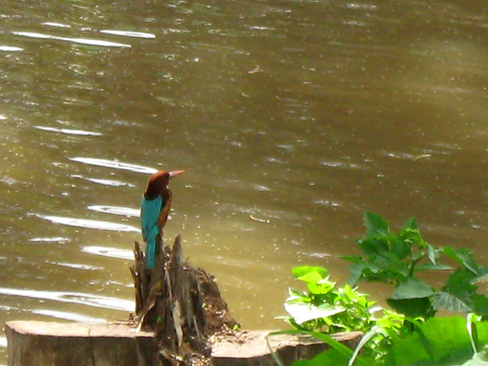 26-02-2011-white-breasted-kingfisher