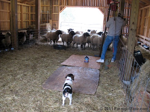 Bert on Sheep Shearing Day 8