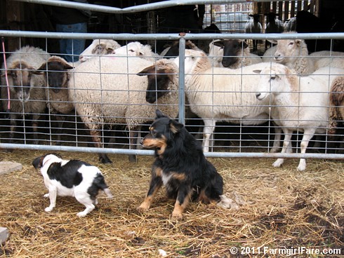Bert on Sheep Shearing Day 12