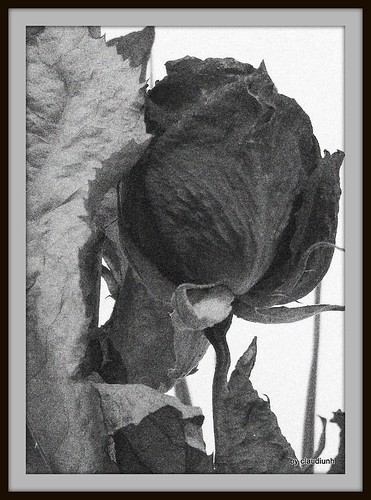 Au nom de la rose (bw) by claudiunh