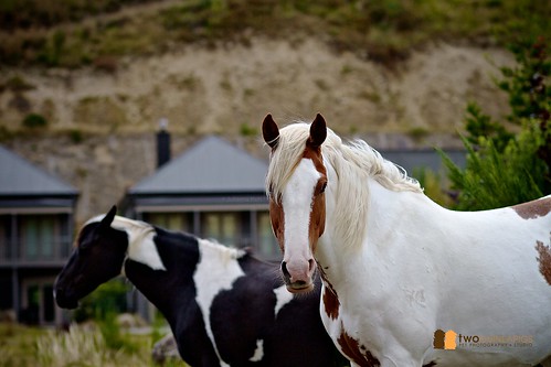 twoguineapigs pet photography pet horses