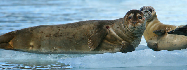 Harbor seals-5.jpg