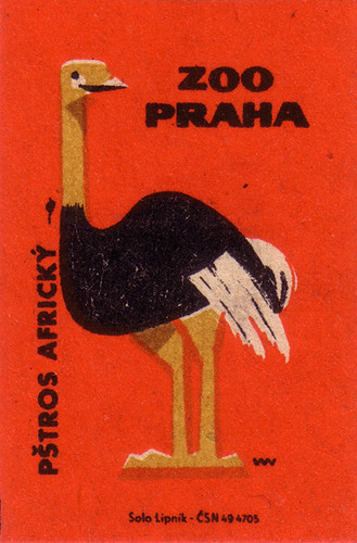 Prague Zoo: African ostrich