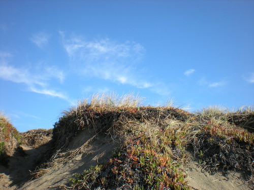 Sand dune with red flowers on it, and a blue sky with wispy white clouds.