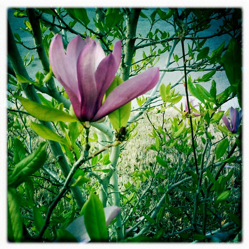 Tulip Tree in my neighbors yard