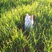 Chat dans l'herbe...