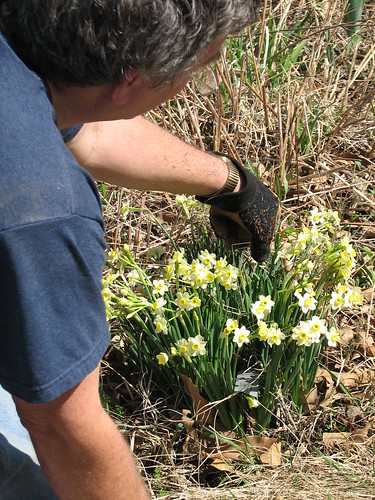 daffodil 'Minnow'
