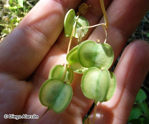 <br><br><br>Detalle de los frutos de <i>Dioscorea saxatilis</i>. Reserva Nacional Río Los Cipreses, Región de O'Higgins.