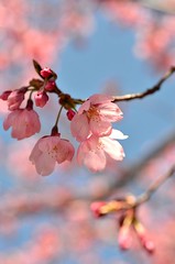 Spring is coming("Ryukyu Kanhi-zakura").