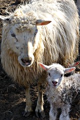 Two new ewe lambs