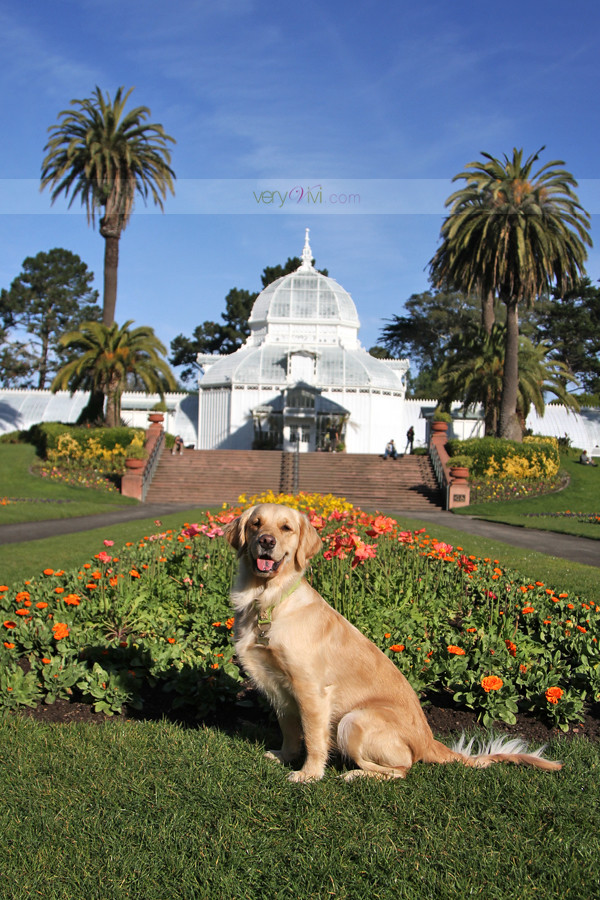 The Conservatory of Flowers in San Francisco's Golden Gate Park