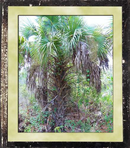 florida state tree. Palm Florida#39;s State Tree