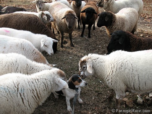 Meet the Sheep Day 12