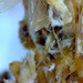 stropharia-mycelium