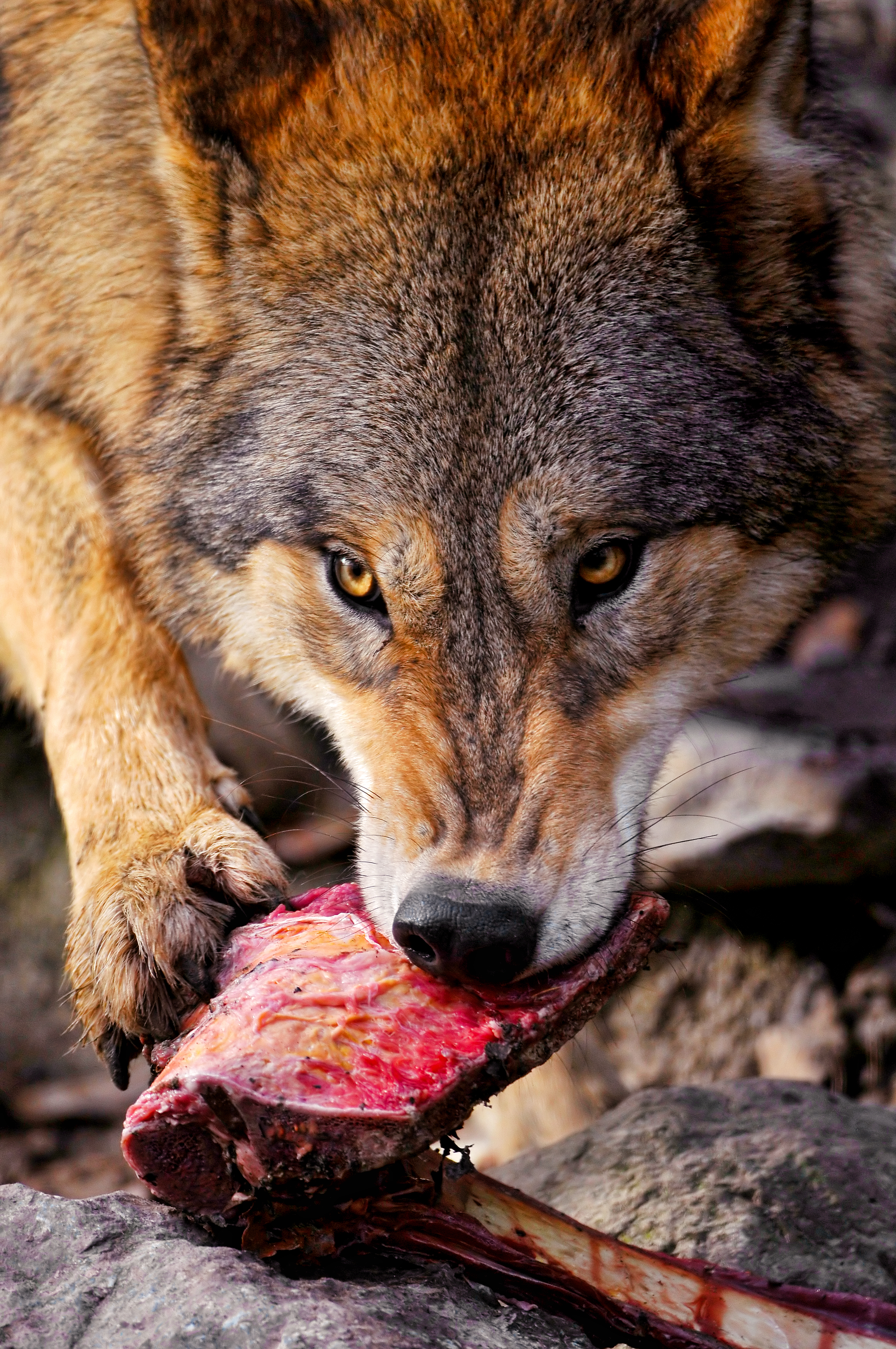 フリー写真素材 動物 哺乳類 イヌ科 狼 オオカミ 怒る 画像素材なら 無料 フリー写真素材のフリーフォト