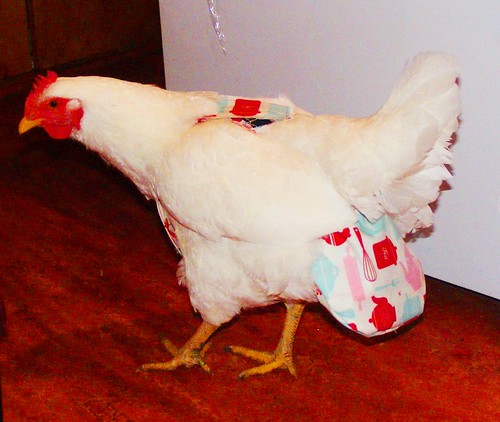 My first Chicken Diaper