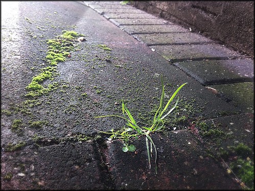 grass through pavement