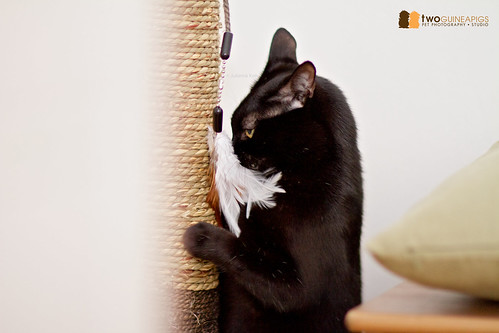 twoguineapigs pet photography black cat