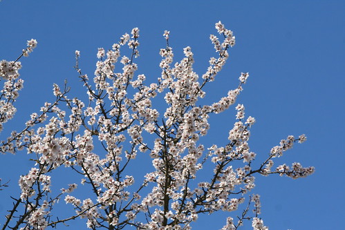 Blossoms and Blue Sky