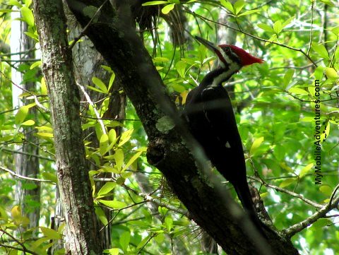 Pileated Woodpecker at Six Mile Cypress Slough