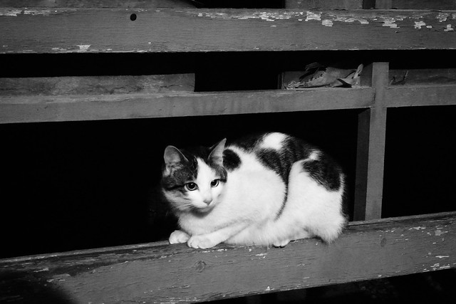 Today's Cat@2011-03-01