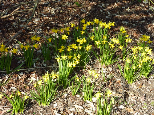 william wordsworth daffodils poem. daffodils poem by william wordsworth. William Wordsworth#39;s I