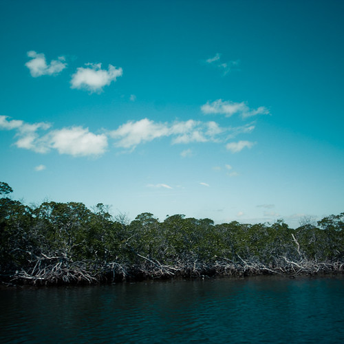 Sky, Black Mangrove, Waterway, John Pennekamp Park, Key Largo Florida