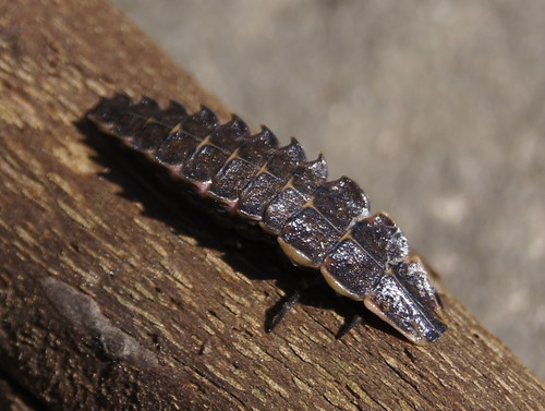Firefly larvae image