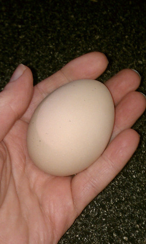 Henrietta's egg by gaydenesse