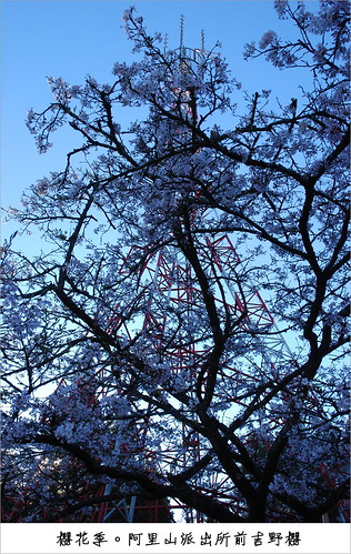 Tower and Yoshino Cherry Tree